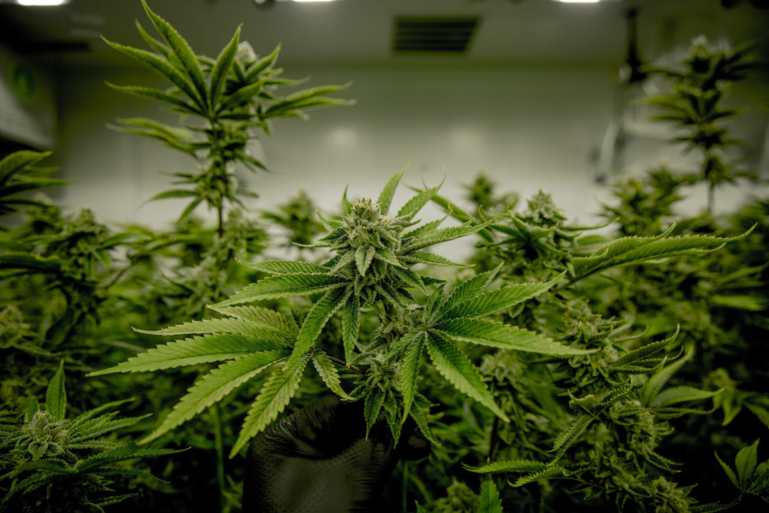 Polls Show New Jersey Voters Strongly in Support of Marijuana Referendum