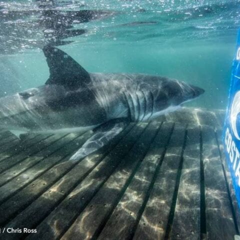 600 pound great white shark spotted today off coast of cape hatteras near avon - photo licensed by shore news network.