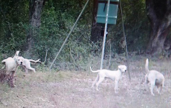 Man found dead on Jackson County trail may have been victim of pack of wild dogs