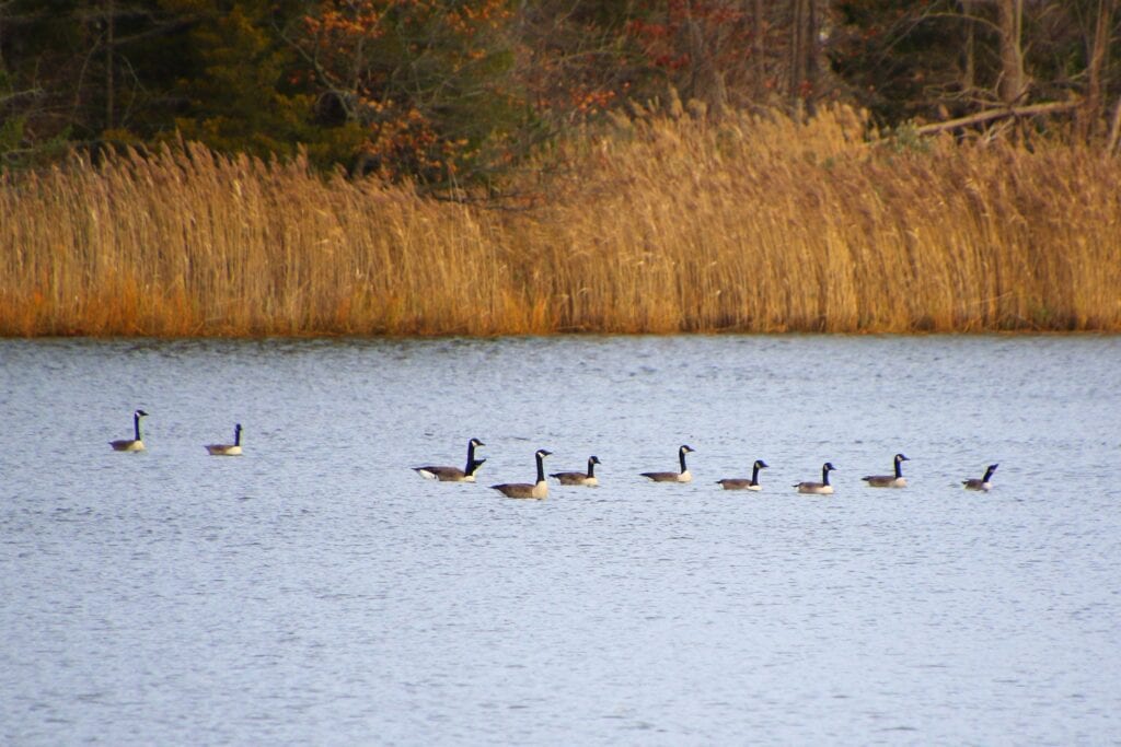 Birdwatching event at fort monmouth's east gate showcases monmouth county lifestyle - photo licensed by shore news network.