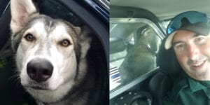 Manatee deputy goes door to door to find lost pooch's home