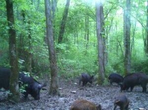 Park service encourages wild hog hunting at fork national river and recreation area