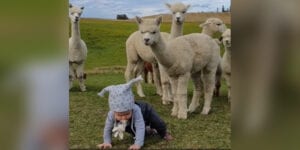 The Daily Cute: This Adorable Baby Interacts with a Pack of Alpacas The Daily Cute This Adorable Baby Interacts with a Pack of Alpacas