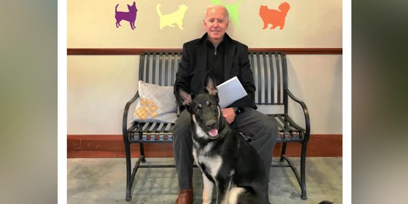 Joe Biden's Dog Major Will be First Shelter Dog in the White House