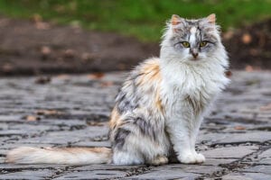 Rabies alert issued for volusia county after cat tests positive