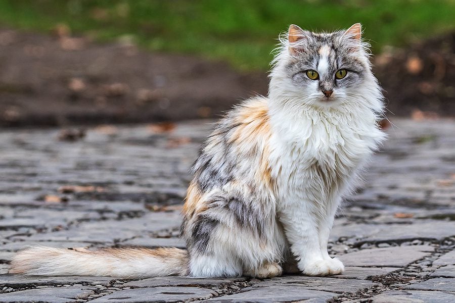 Rabies Alert Issued for Volusia County After Cat Tests Positive