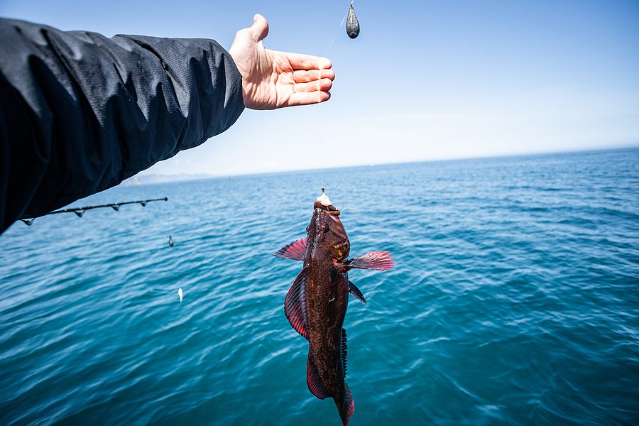 Red Snapper Season Extended Through Thanksgiving Weekend in Florida