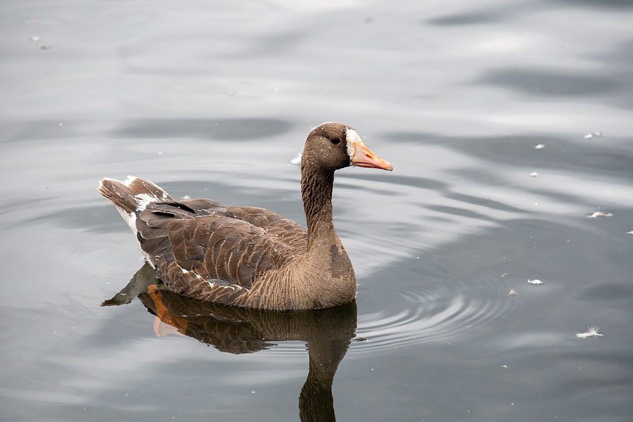 Kansas Hunting Guide Sentenced for Violating Migratory Bird Treaty Act
