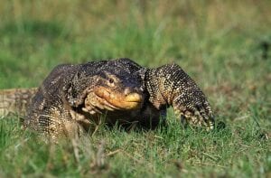 Utah man and his company indicted for wildlife trafficking