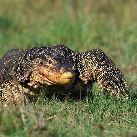 Utah man and his company indicted for wildlife trafficking - photo licensed by shore news network.