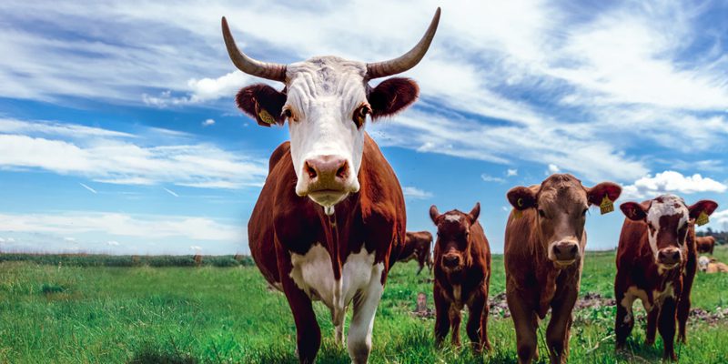 Porterville Man's Plan to Turn Cow Manure into Profit Was Load of Bull----