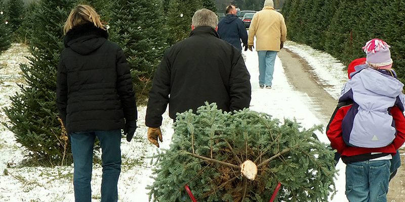 10 Best Places to Get a Real Christmas Tree in New Jersey