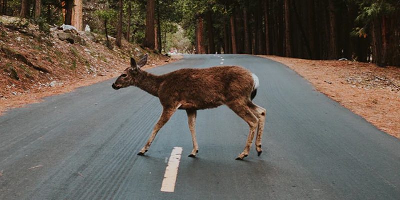 Delaware Police Warn Rut Season Means More Deer Crossing Roads at Dusk and Dawn