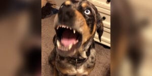 San marcos dog doesn't appreciate his owner ratting him out