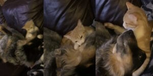 The daily cute: dog and cat playing show that anyone can get along