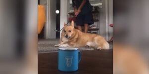 Daily cute: dog completely unimpressed by dad's hole in one