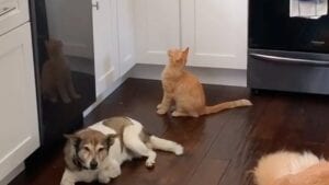 Viral video: watch how aluminum foil can keep your cat from jumping on counters