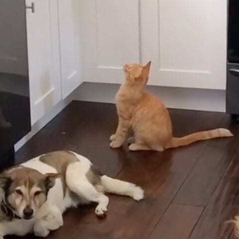 Viral video: watch how aluminum foil can keep your cat from jumping on counters - photo licensed by shore news network.