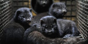17 million minks to be euthanized in denmark after spreading covid-19 to humans, now in michigan
