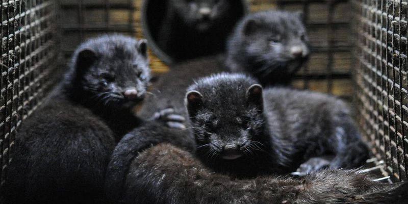 17 Million Minks to Be Euthanized in Denmark After Spreading COVID-19 to Humans, Now in Michigan