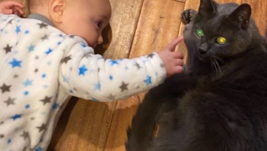 Middletown Animal Control Euthanizes Family's Disabled Cat, Thinking He Was Hit By Car