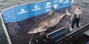Watch: 3,500 pound great white shark sighting off jersey shore coast now between ocean city and virginia beach