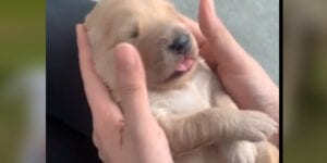 Pittsburgh man charged in online puppy fraud scam