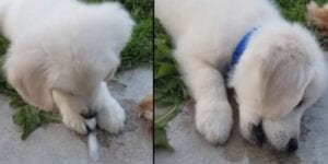 The daily cute: watch as puppy tries an ice cub for the first time