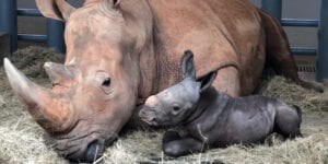 How Cute! Endangered White Rhino Born at Disney’s Animal Kingdom How Cute Endangered White Rhino Born at Disneys Animal Kingdom