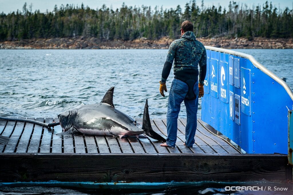A 651 pound great white shark lurks off coast of myrtle beach, south carolina - photo licensed by shore news network.