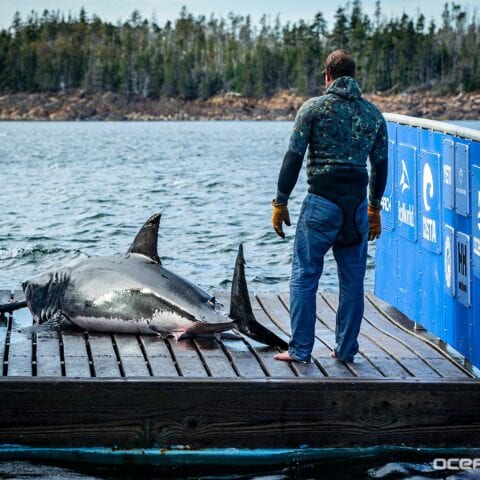 A 651 pound great white shark lurks off coast of myrtle beach, south carolina - photo licensed by shore news network.
