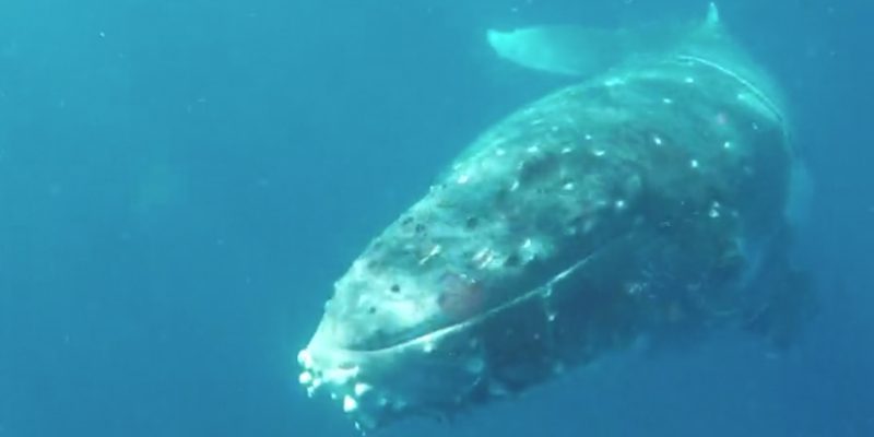 Incredible Video Shows Swimmers' Up Close and Personal Encounter With Hump Back Whale