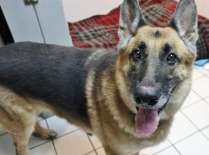 German shepherd looking for a family to spend the holidays with