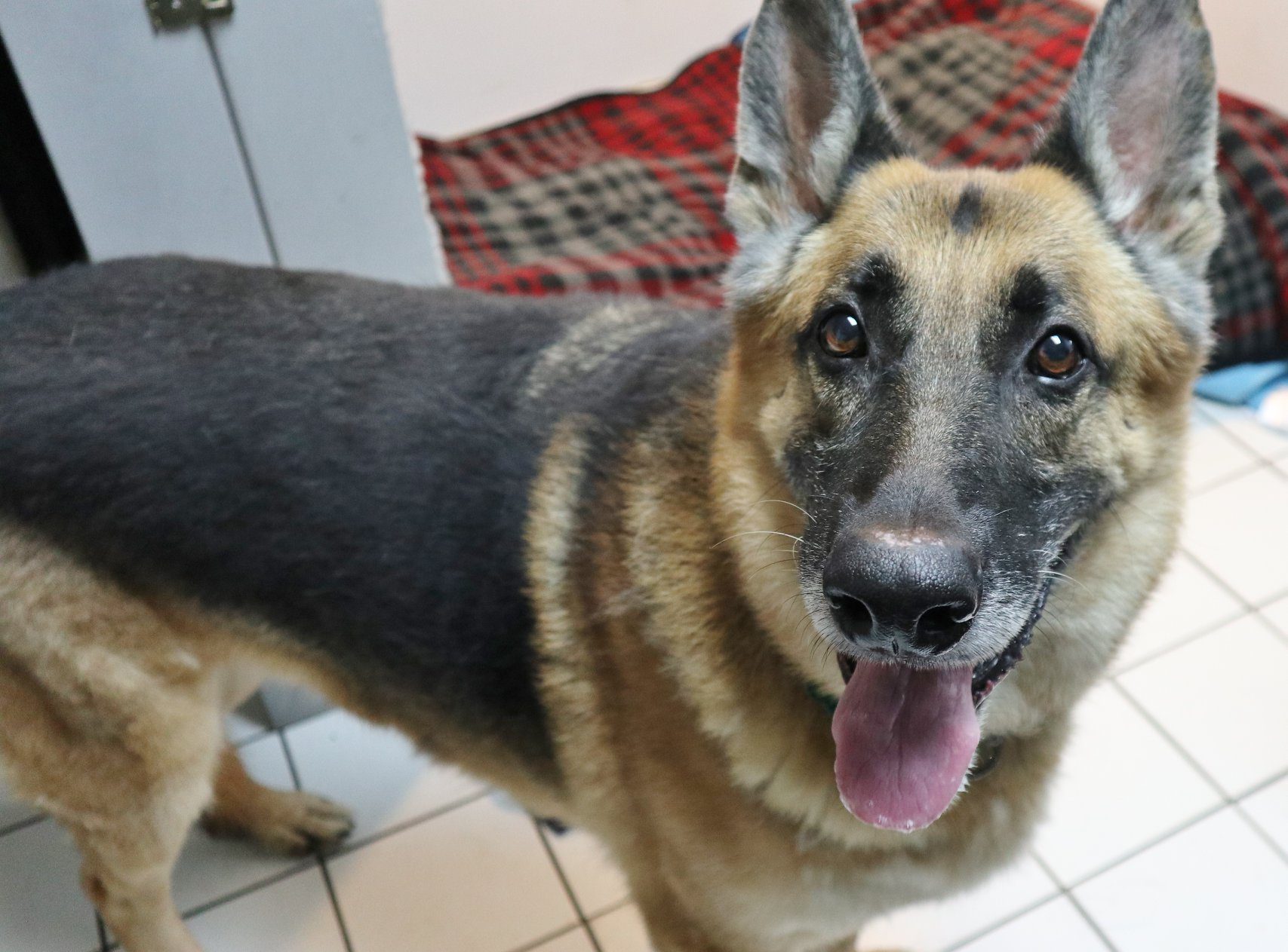 German Shepherd looking for a family to spend the holidays with