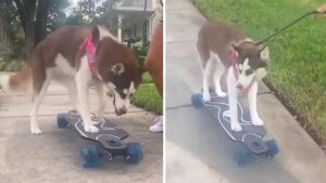Husky realizes she can ride a skateboard instead of going for a walk