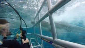 Watch great white shark ram diver's cage
