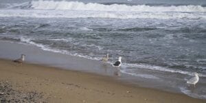 Lavallette woman found dead on toms river beach, drowning suspected
