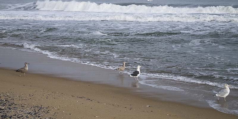 Lavallette woman found dead on Toms River beach, drowning suspected