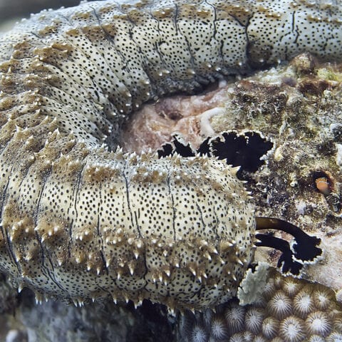 Mexican sea cucumber smuggler gets 6 months - photo licensed by shore news network.