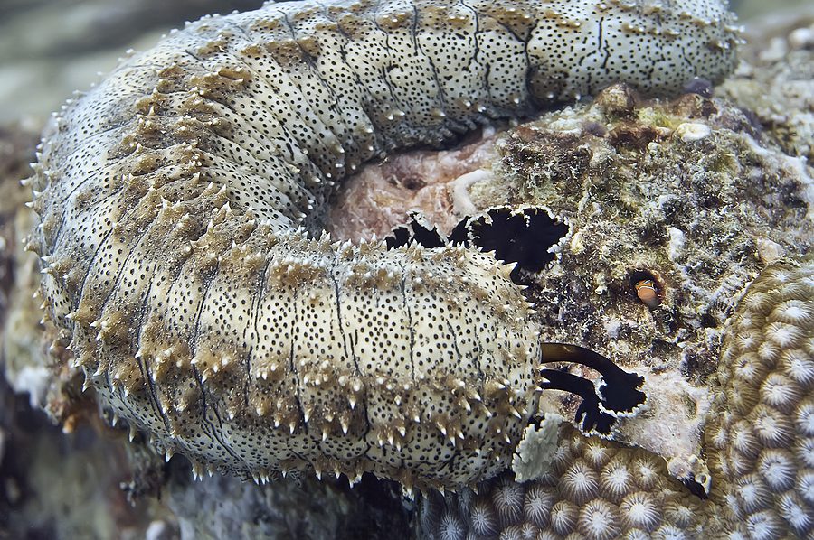 Mexican sea cucumber smuggler gets 6 months