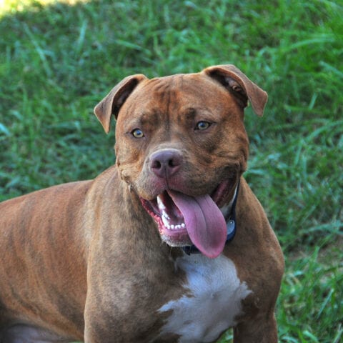 Man shoots pit bull after being attacked in hernando county - photo licensed by shore news network.