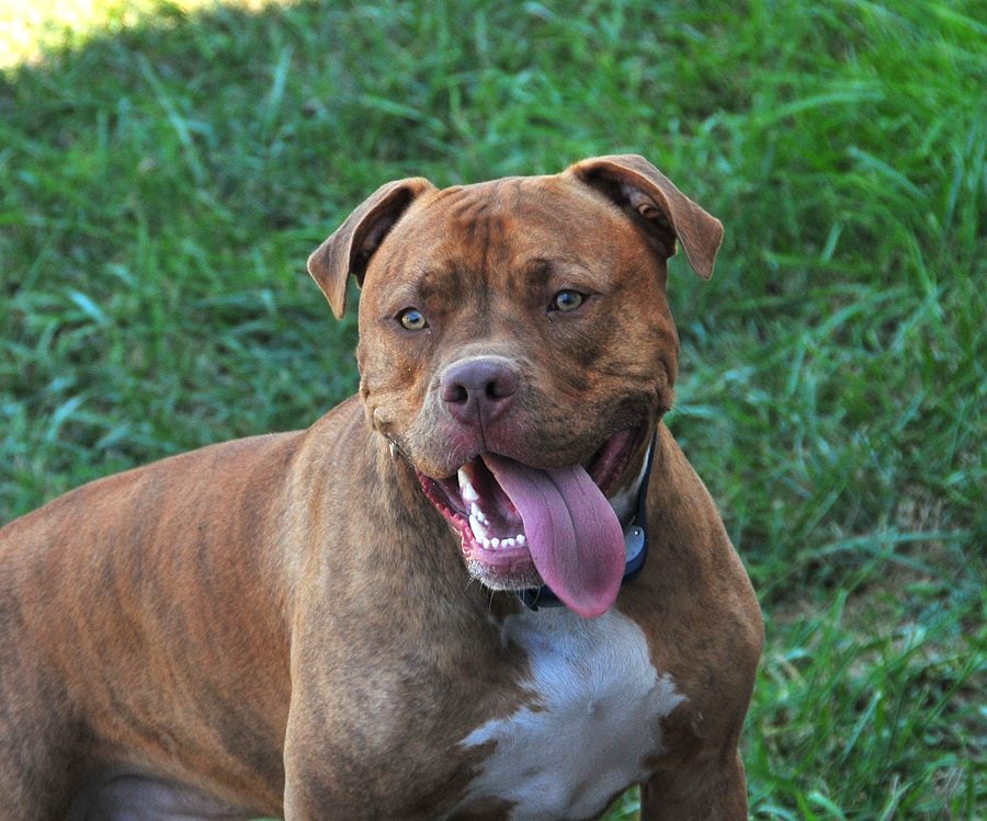 Man shoots pit bull after being attacked in Hernando County