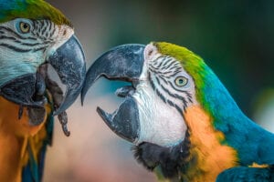 Pennsylvania man smuggled endangered parrots into the us