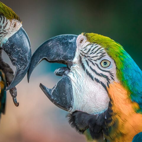 Pennsylvania man smuggled endangered parrots into the us - photo licensed by shore news network.