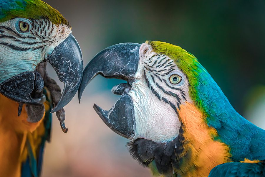 Pennsylvania man smuggled endangered parrots into the US