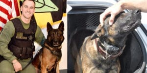 Calvert county k-9 edo passes after 9 year career with sheriff's department