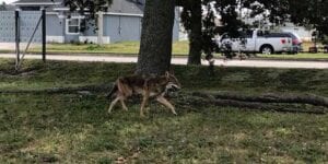 Coyote sighting in cape coral raises a few eye brows