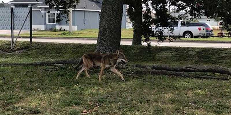Coyote sighting in Cape Coral raises a few eye brows