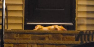 Bias crime: pig carcass dropped on lakewood rabbi's front porch
