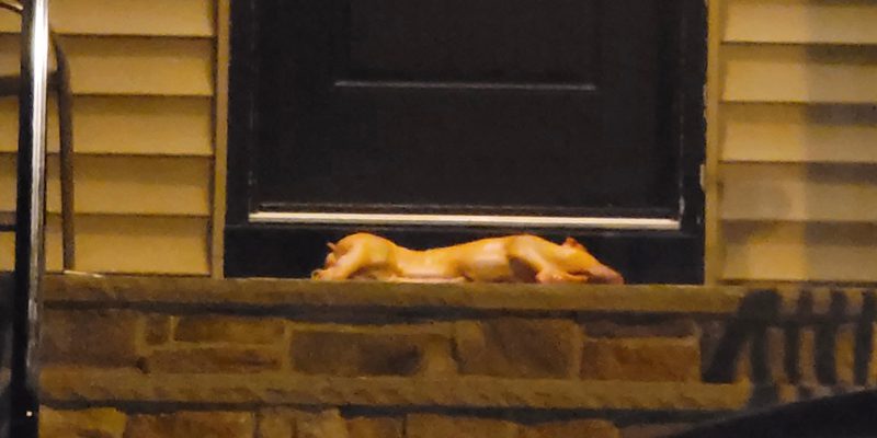 Bias Crime: Pig carcass dropped on Lakewood rabbi's front porch